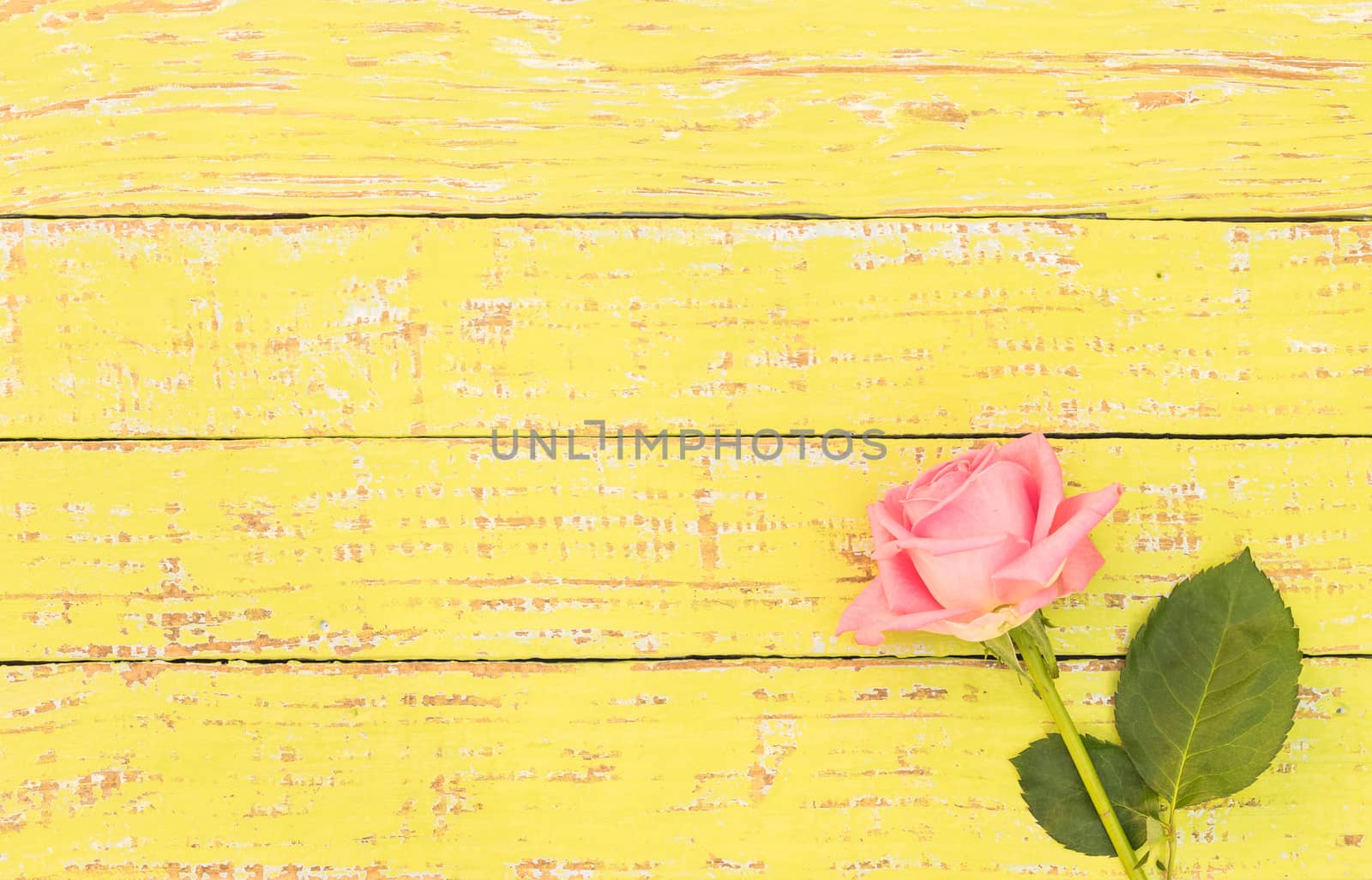 Beautiful pink rose flower on yellow wood with copy space