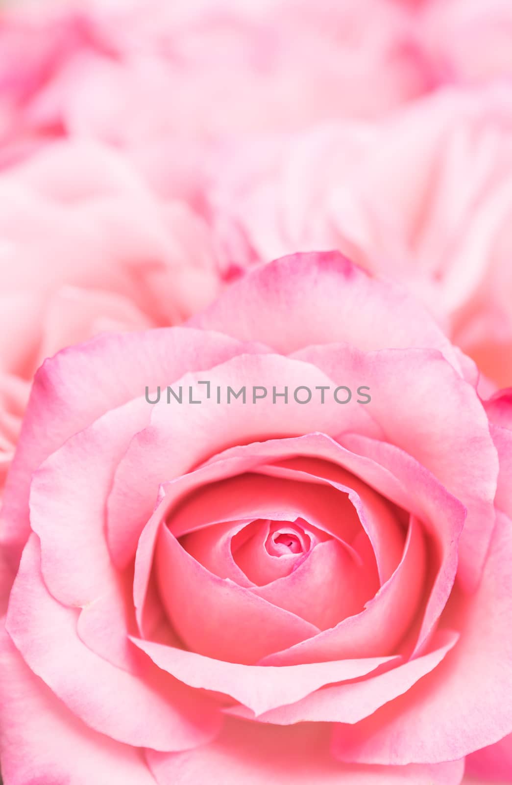 Macro of romantic pink rose flower, vertical close-up