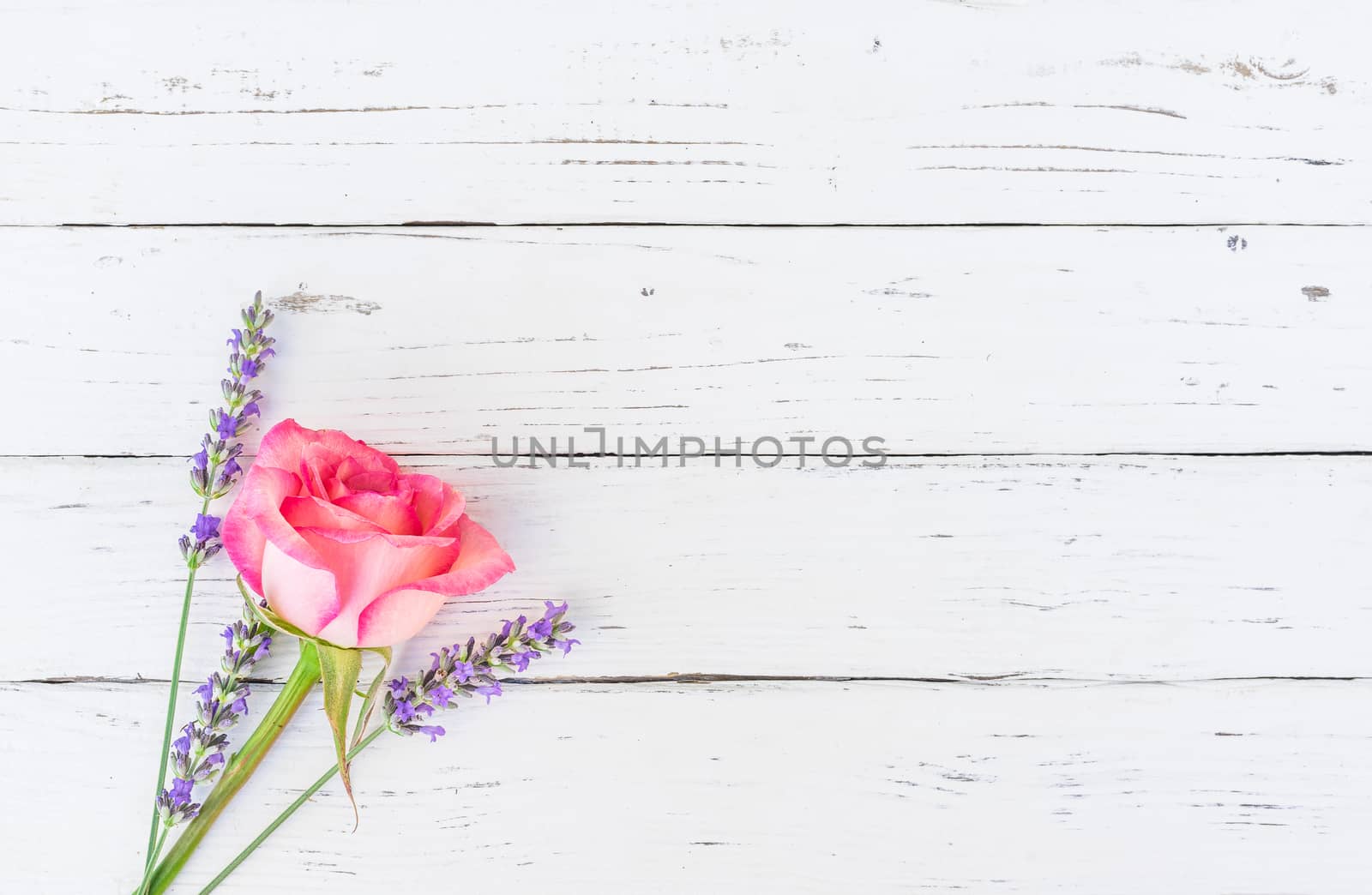 Pink rose and lavender on white wood with copy space