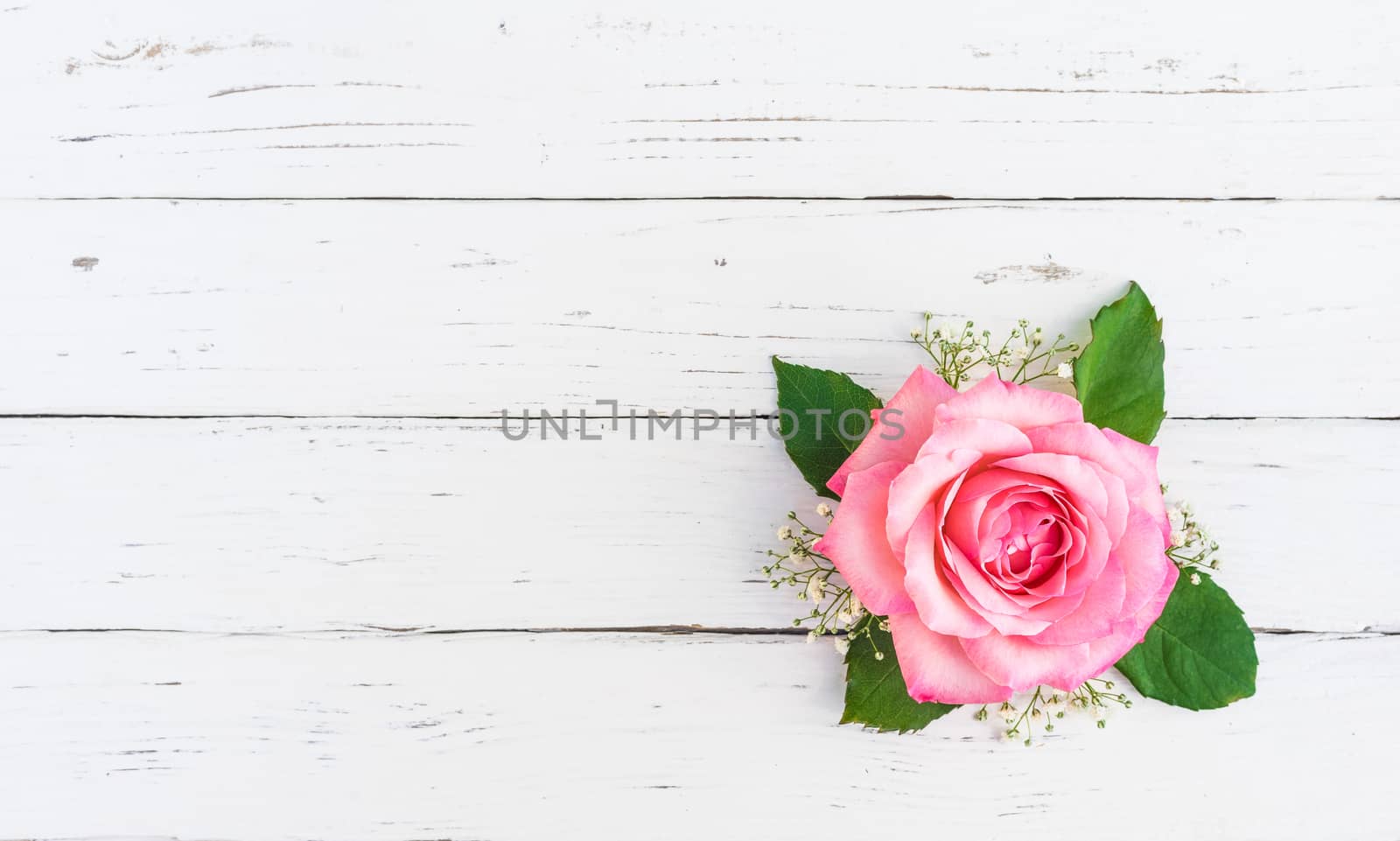 Pink rose flower head with green leaves decoration on white wood with copy space, top view