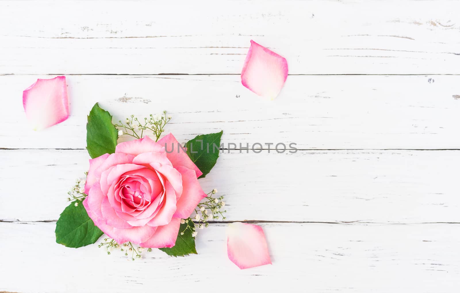 Romantic pink rose flower head with baby's - breath on white background with copy space, top view