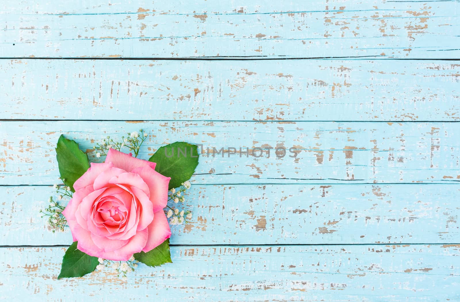 Pink rose flower head on turquoise  wooden background with copy space, top view