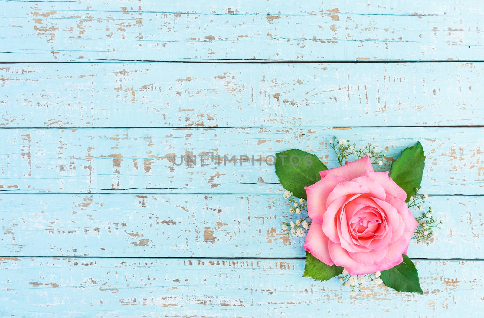Pink rose flower head with gypsophila decoration on blue background with copy space