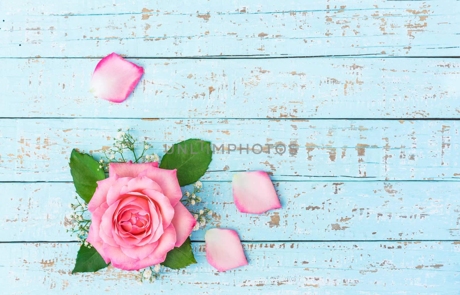 Beautiful pink rose blossom on turquoise wooden background by Vulcano