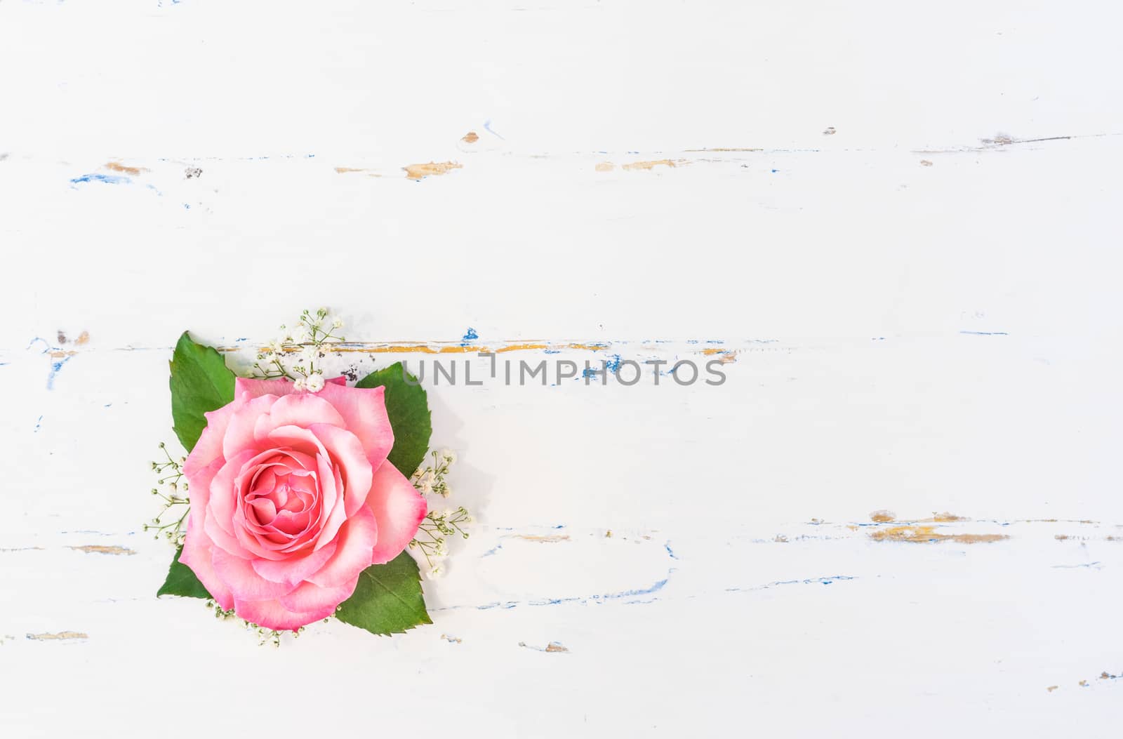 Romantic pink rose blossom on white wooden background, top view with copy space