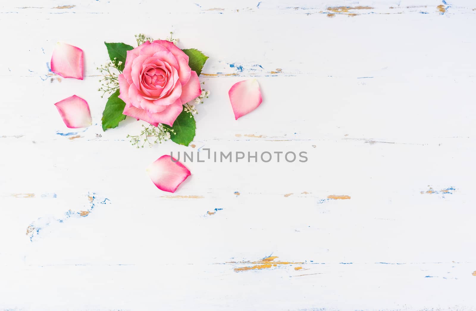 Elegant pink rose flower on white wooden background by Vulcano