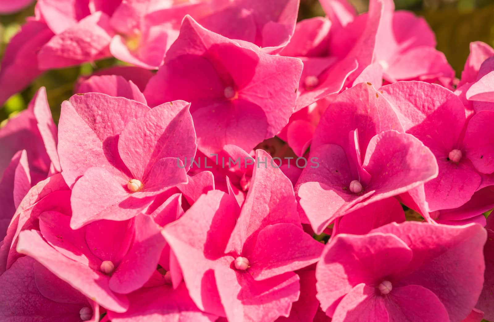 Floral background of pink hydrangea blossoms, close-up by Vulcano