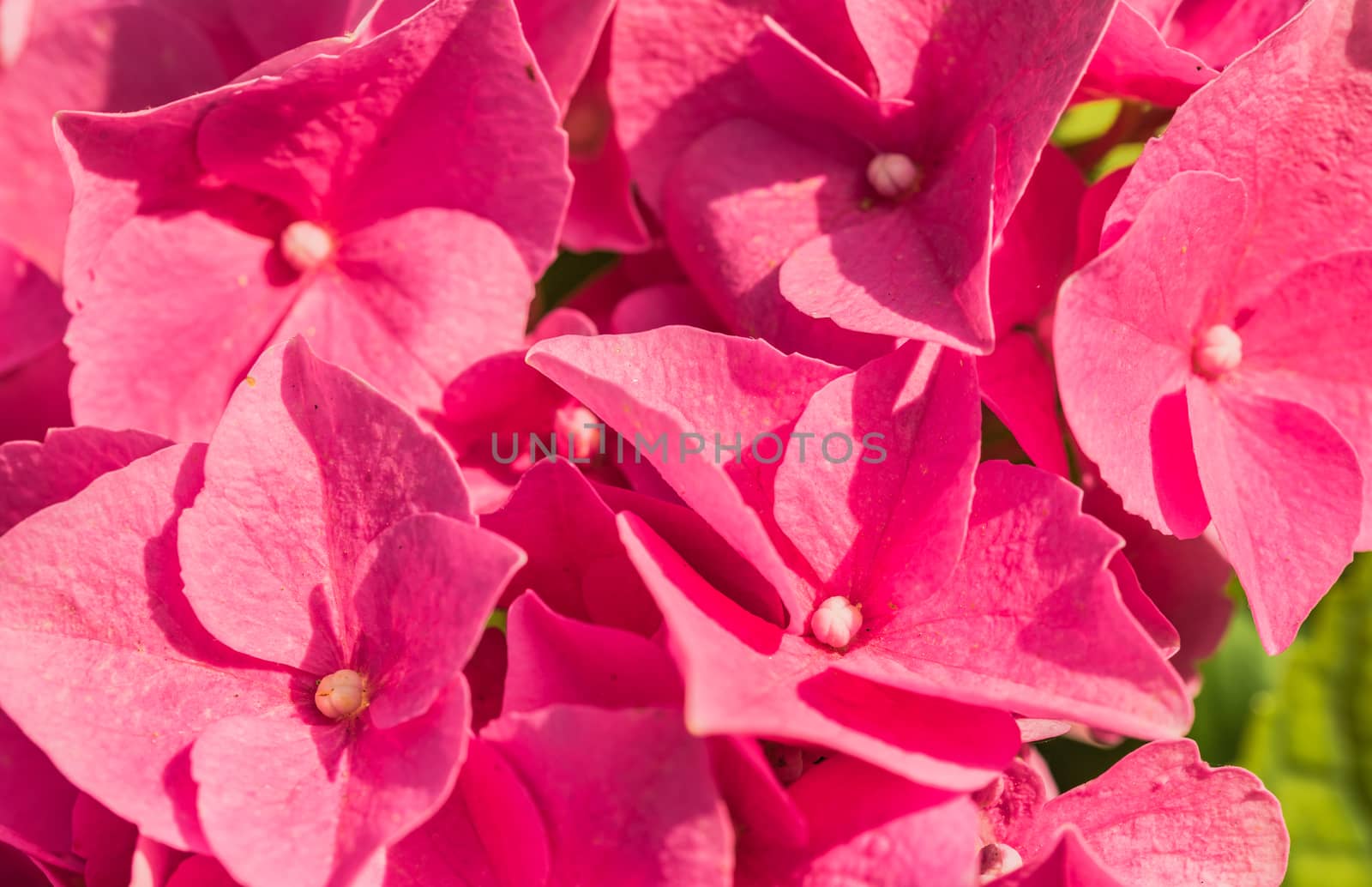 Macro of beautiful pink hydrangea blossoms
