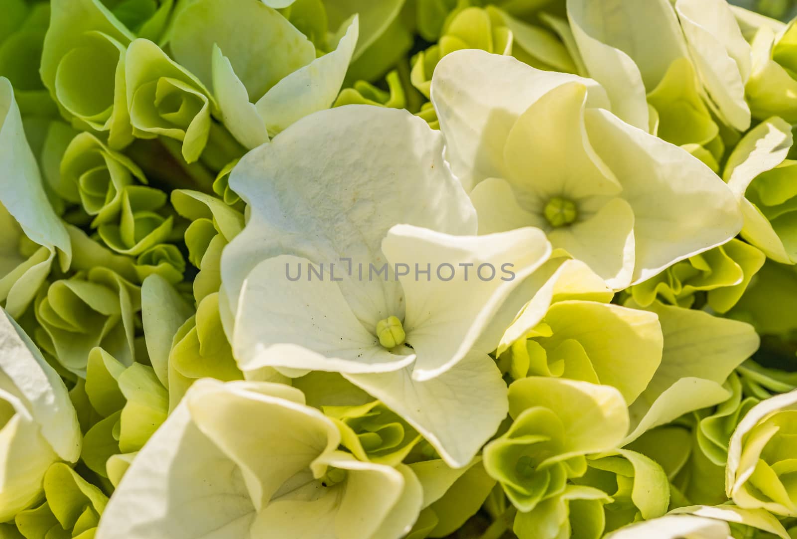 Close-up of white hydrangea blossoms and buds