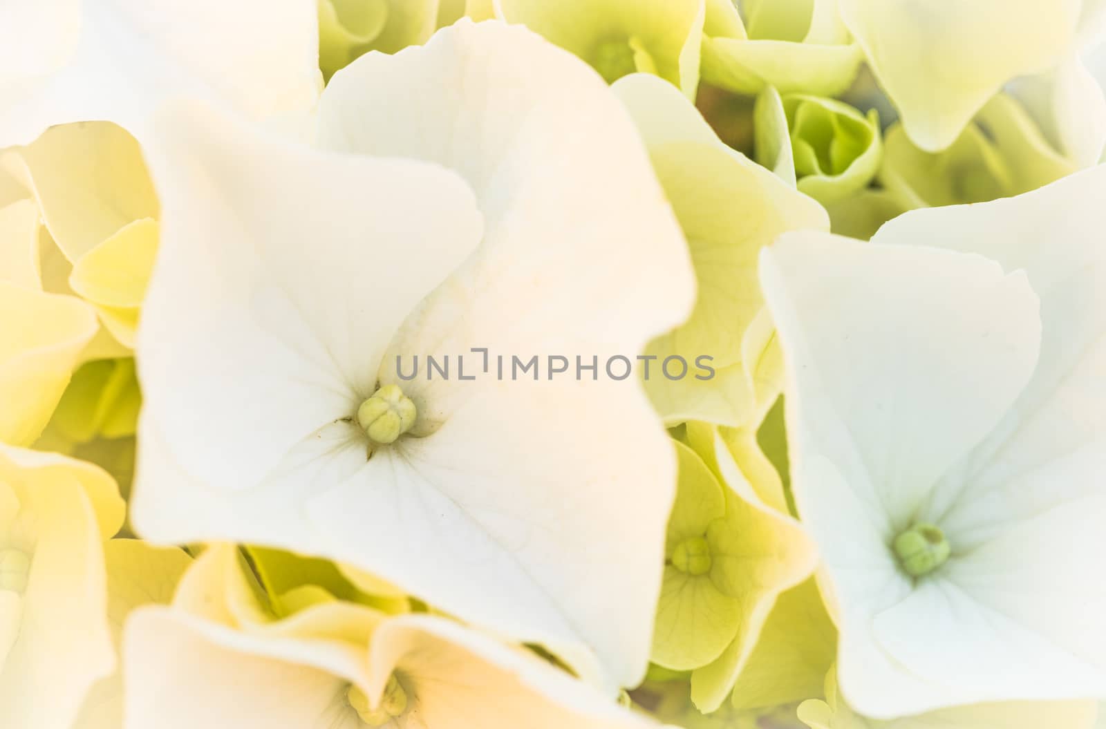 Romantic flowers background of white hydrangea plant