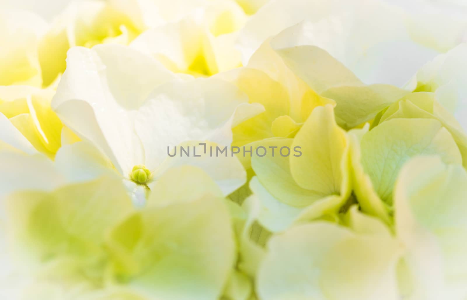 White hydrangea blossoms covered with sunlight, closeup