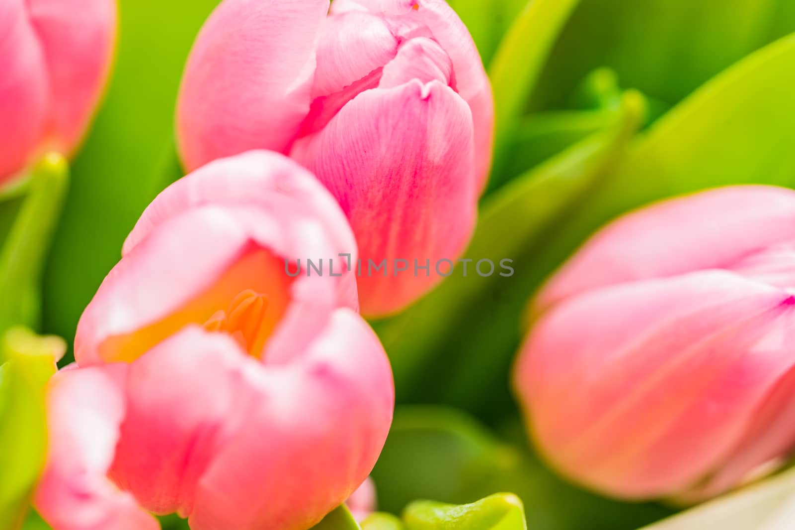 Close-up of beautiful pastel pink tulips, spring flowers background