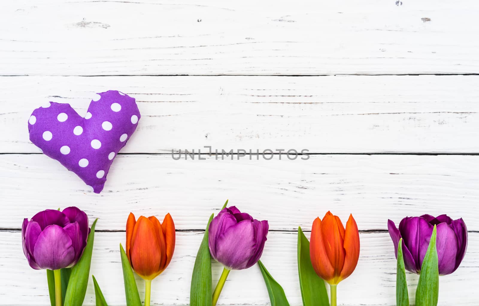 Purple heart with fresh tulip spring flowers on white wooden background with copy space