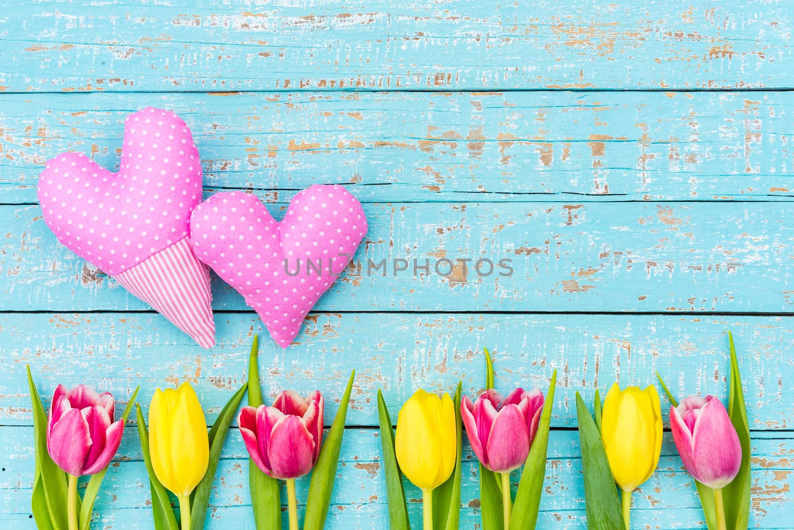 Two pink hearts with tulip spring flowers on blue wooden background with space for text