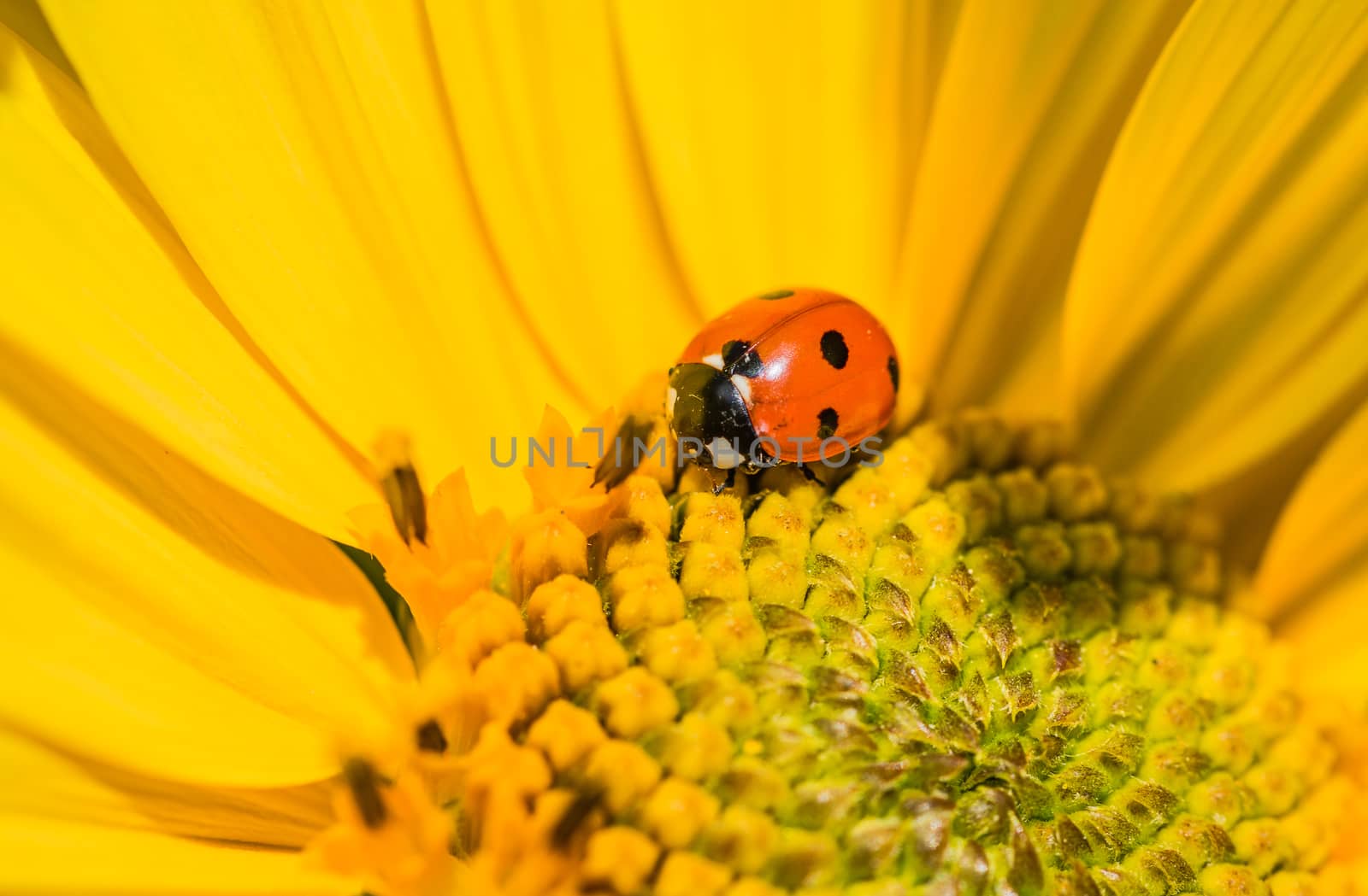 Yellow garden flower with ladybeetle, close-up by Vulcano