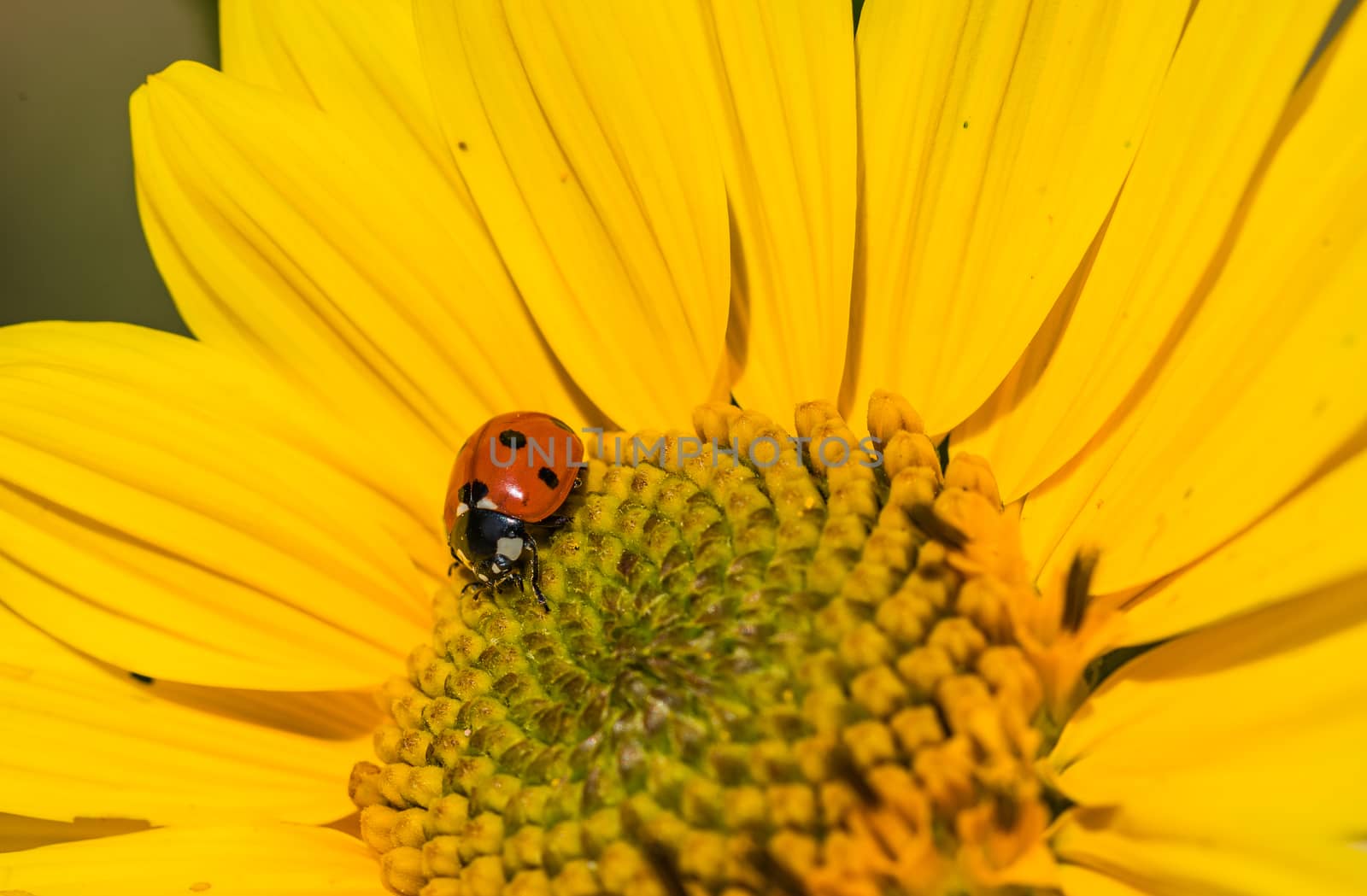 Yellow sunflower background with cute little ladybeetle, closeup by Vulcano