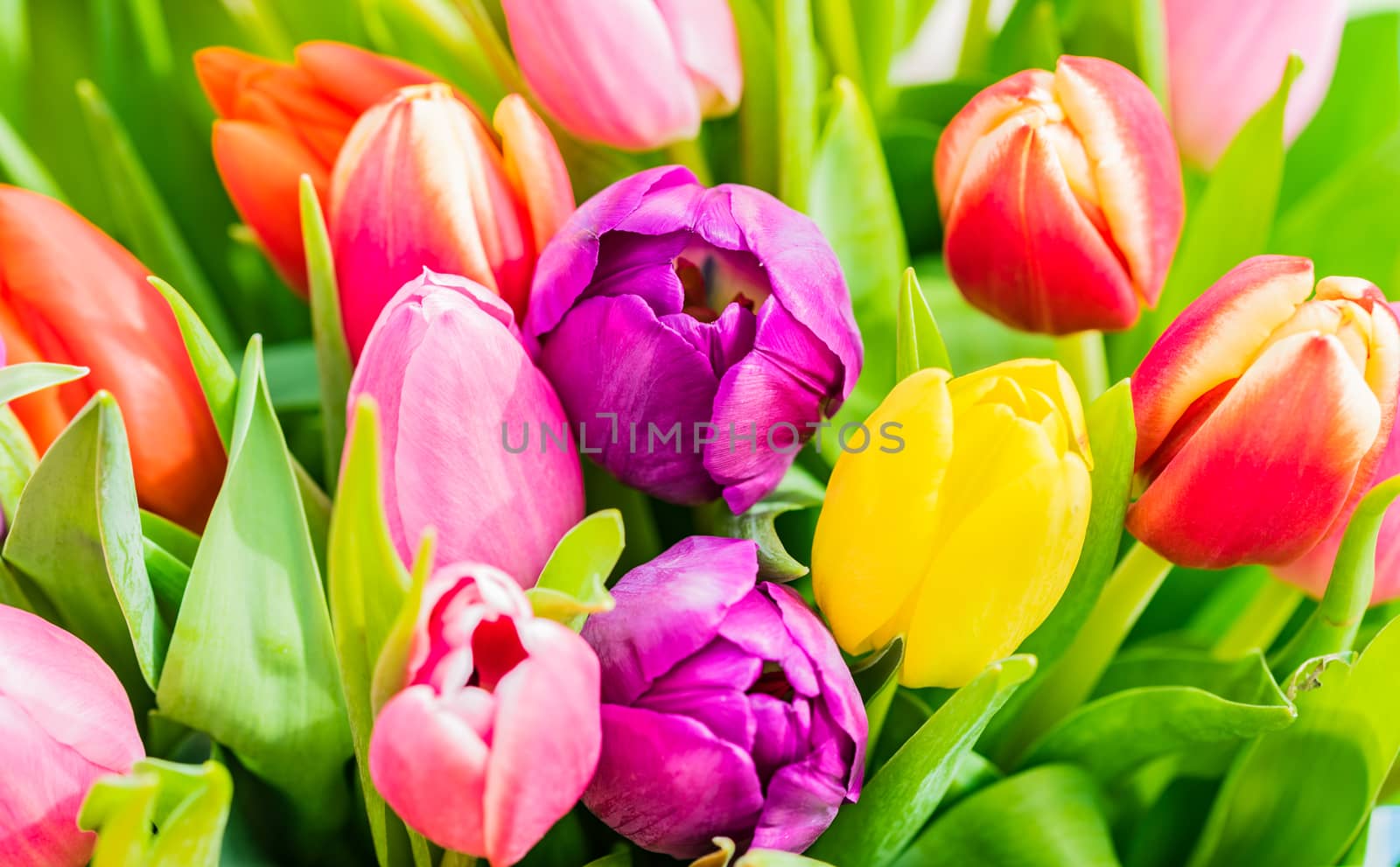 Colorful springtime flowers, bunch of tulips, close-up