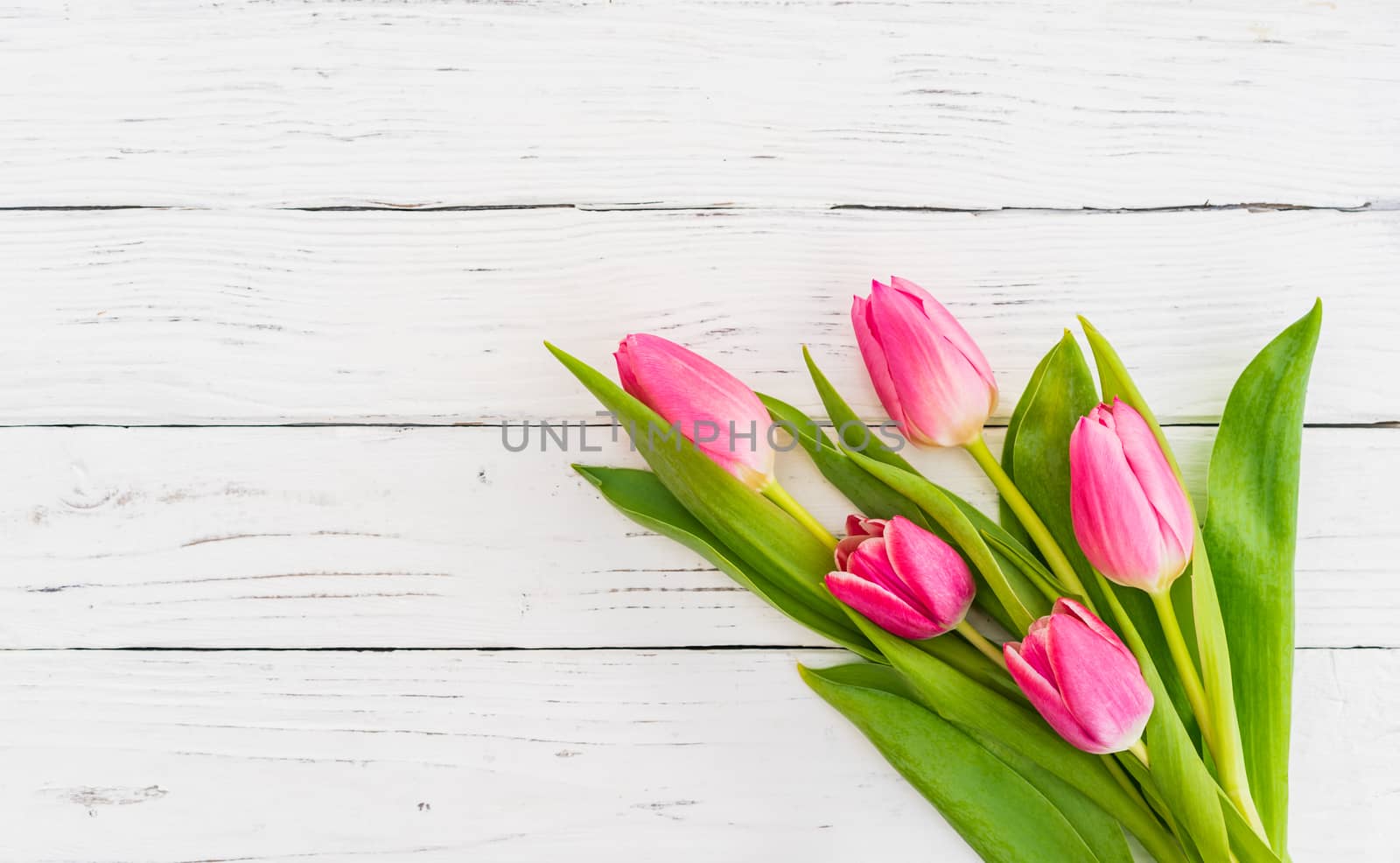 Bunch of pink tulip spring flowers on white wood with copy space