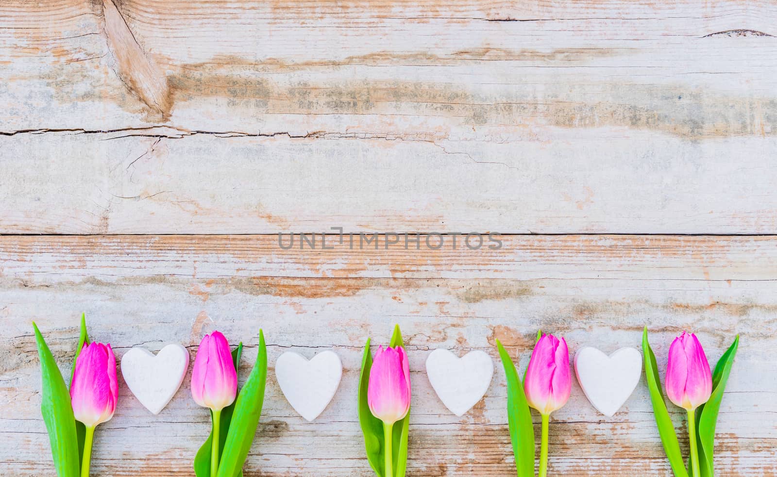 Mother's day background with pink tulip spring flowers and white hearts on rustic wood by Vulcano