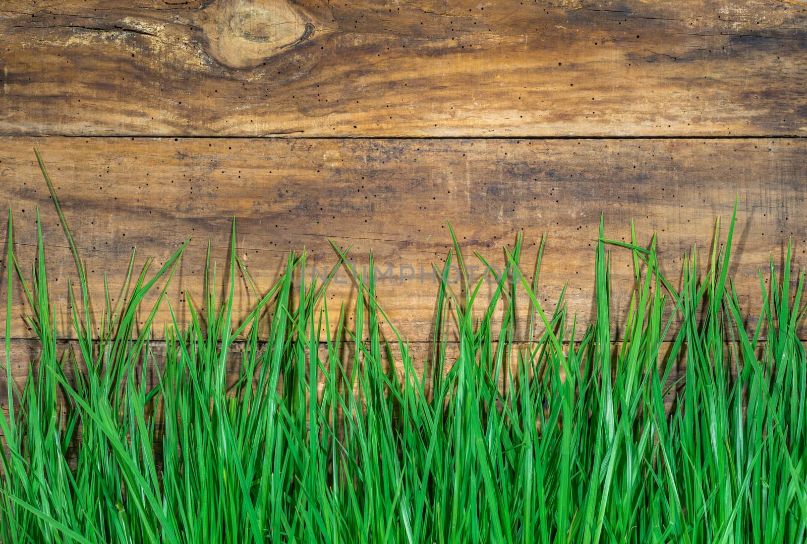 Fresh green blades of grass on brown wood background with copy space
