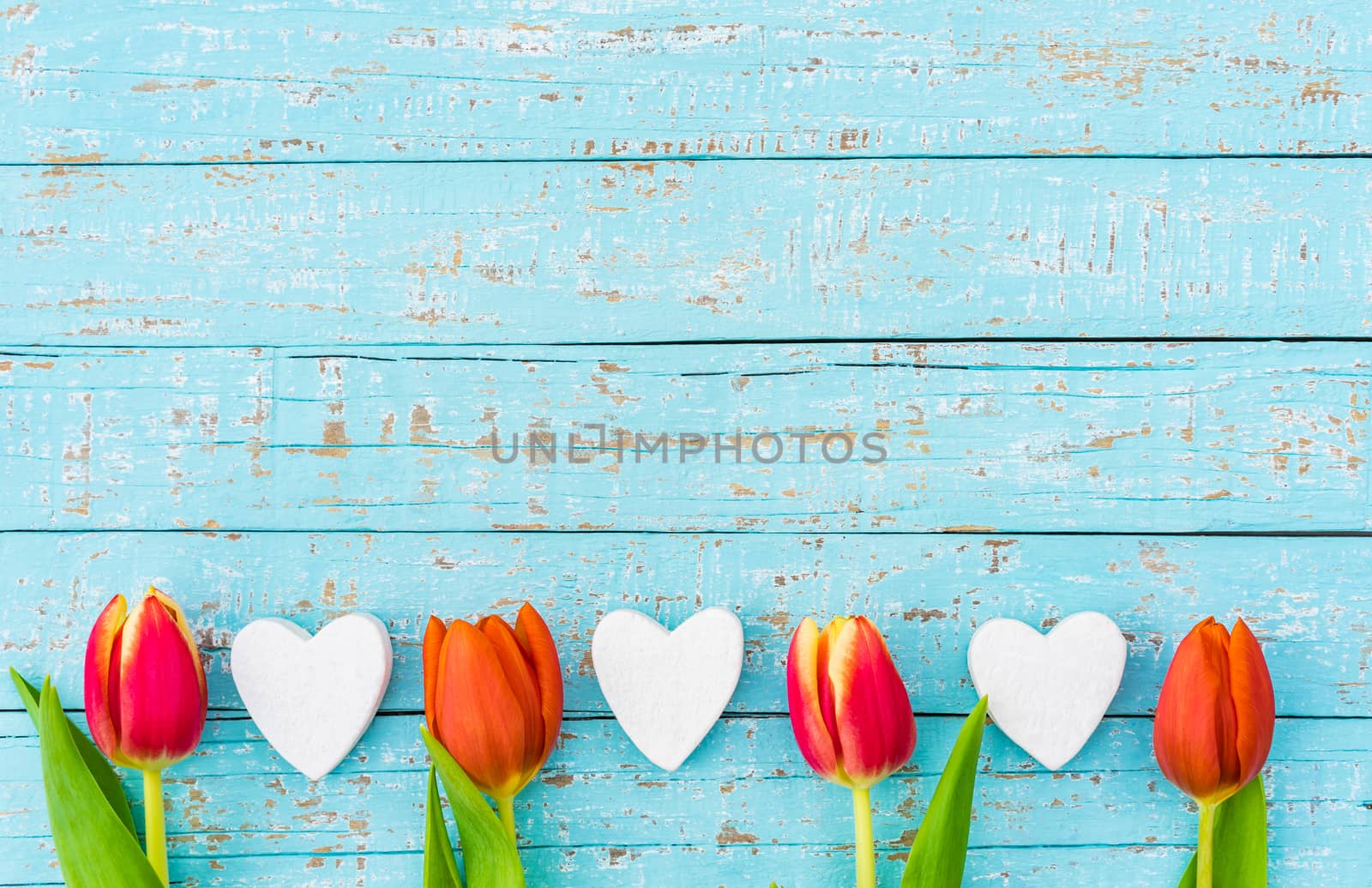 Red tulips flowers with white hearts border on blue wooden background with copy space