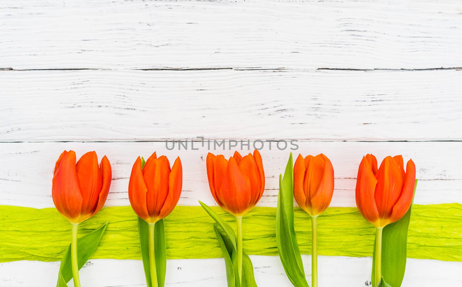 Red tulip spring flowers frame on white wooden background by Vulcano