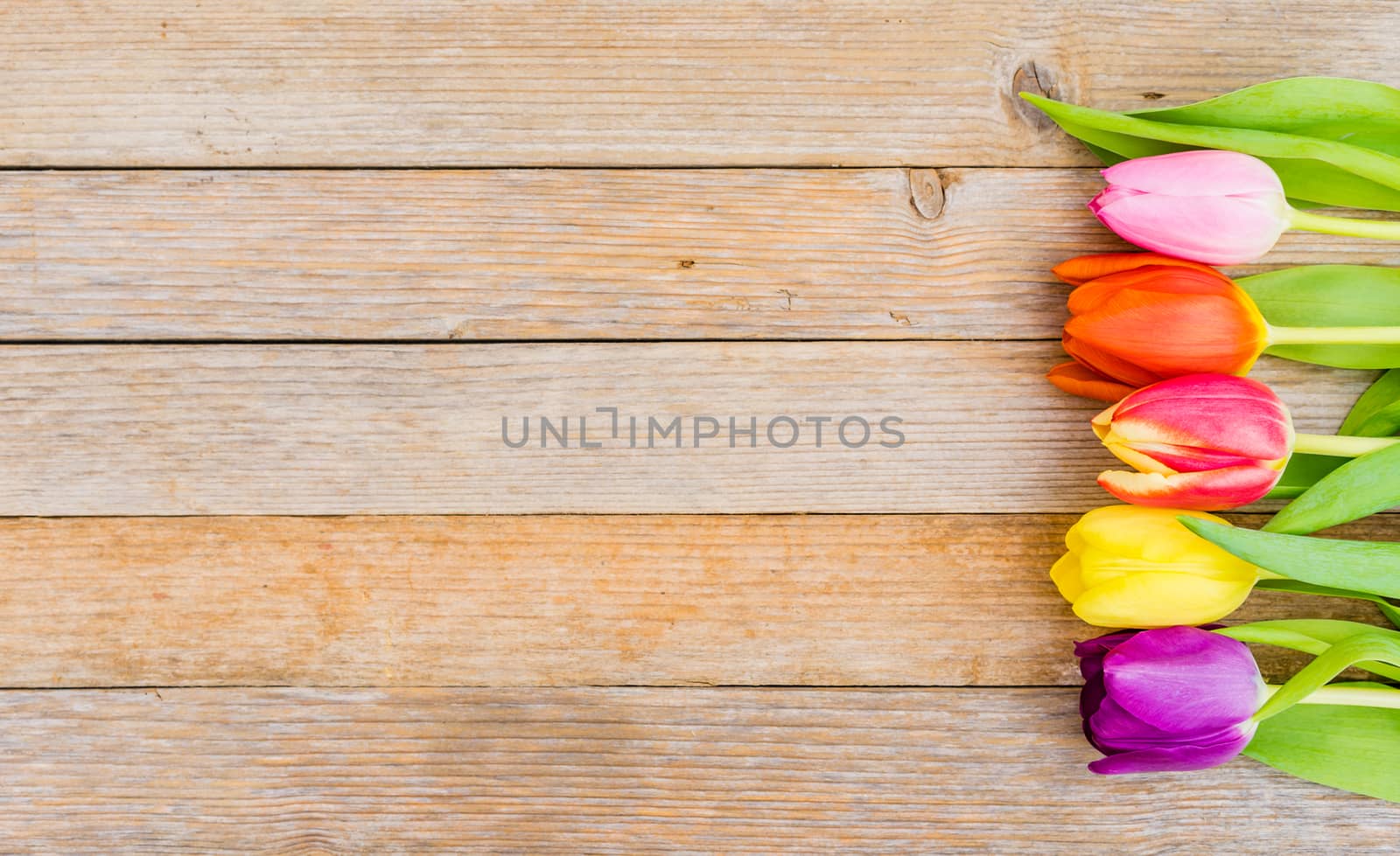 Colorful fresh tulip spring flowers on wood background with copy space