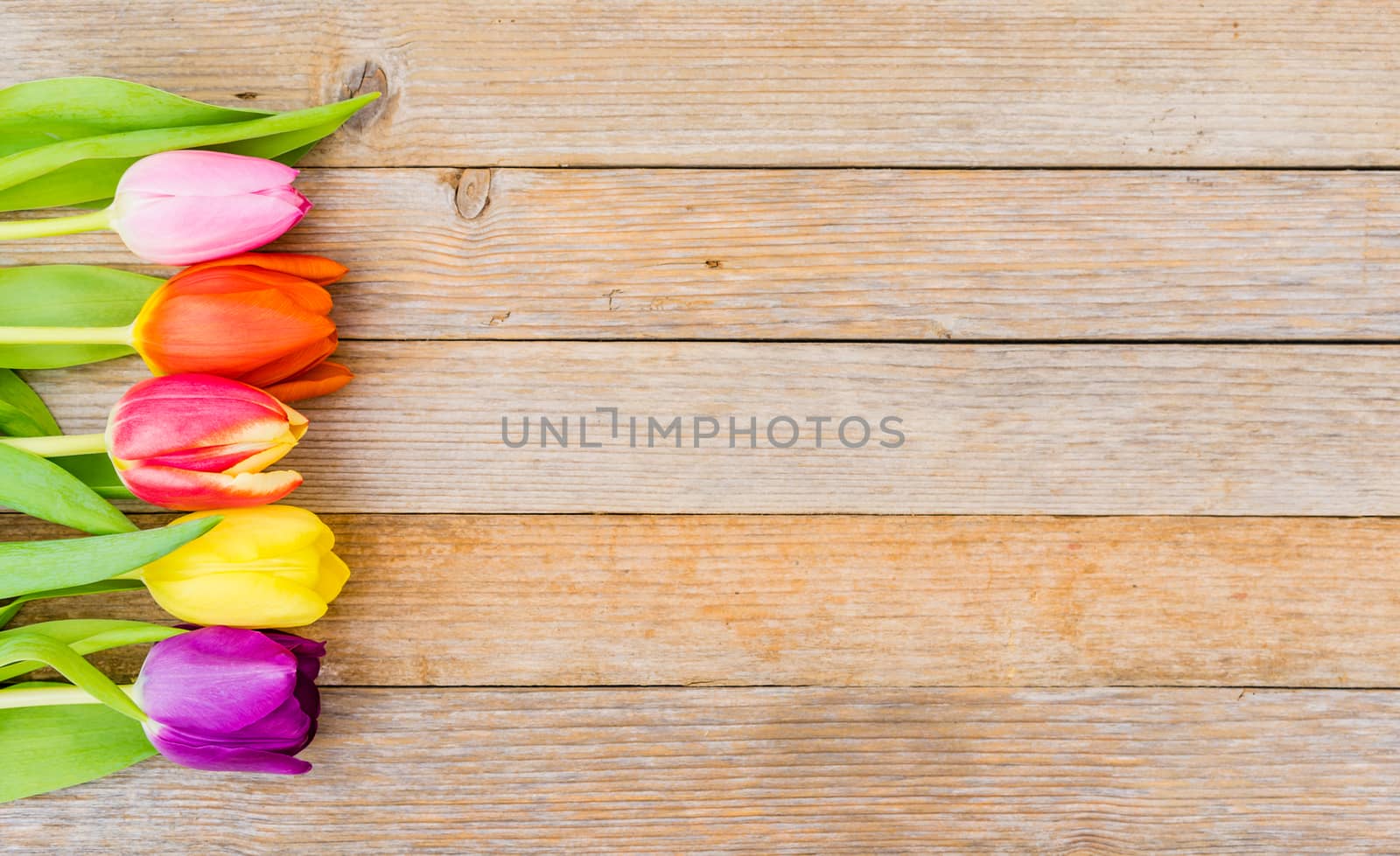 Multi-colored tulip spring flowers on wooden table background