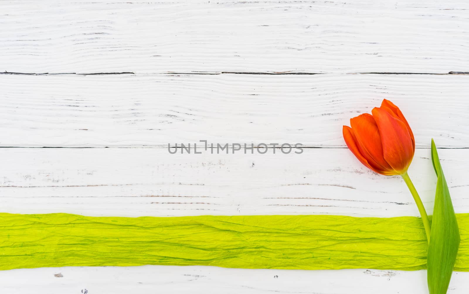 Single tulip flower on white wooden background with copy space
