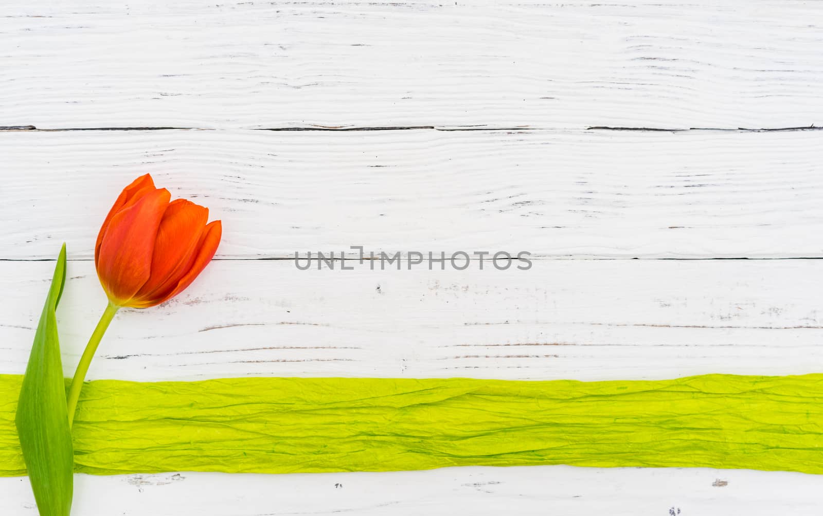 One fresh red tulip on green ribbon border and white wood with copy space