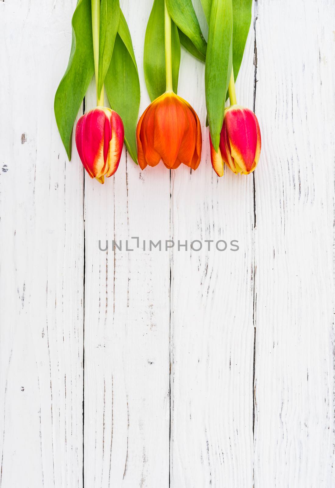 Tulips spring flowers on white wooden background with copy space