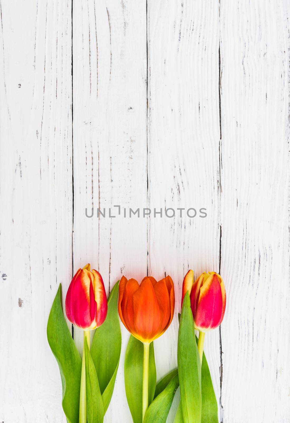 Red tulips spring flowers on white wood with copy space