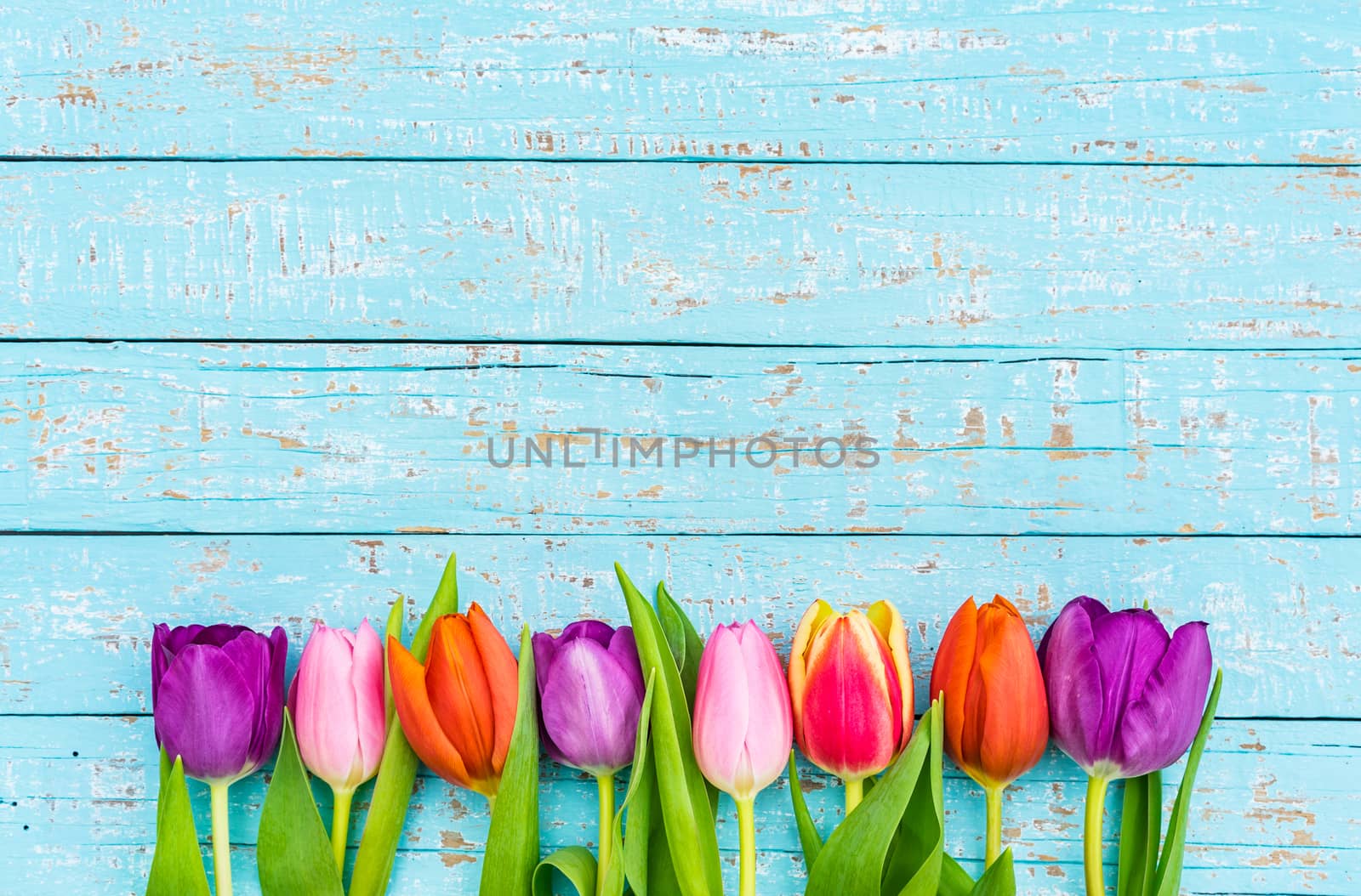Colorful fresh tulips on turquoise wooden background with copy space