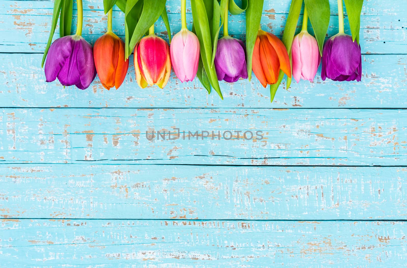 Beautiful tulip spring flowers on blue background by Vulcano