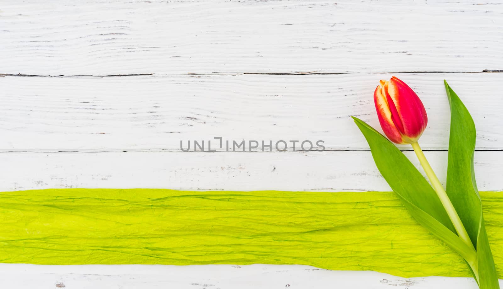 Beautiful red tulip flower on white background with green ribbon frame