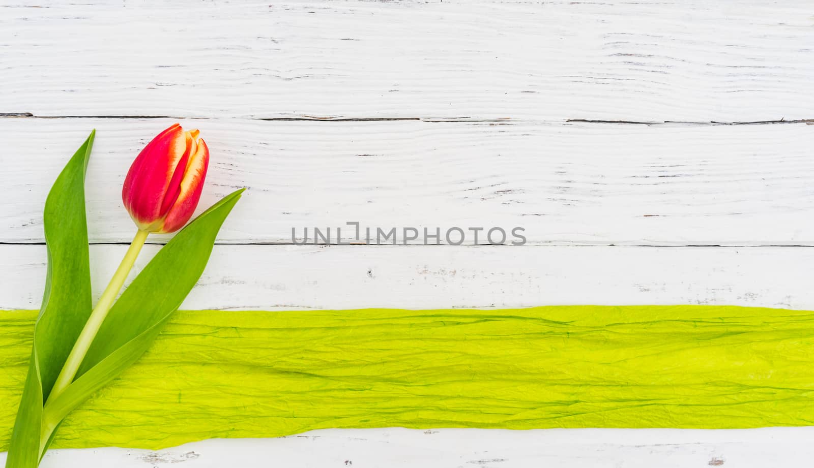 Single tulip on white wood, spring flower background with copy space