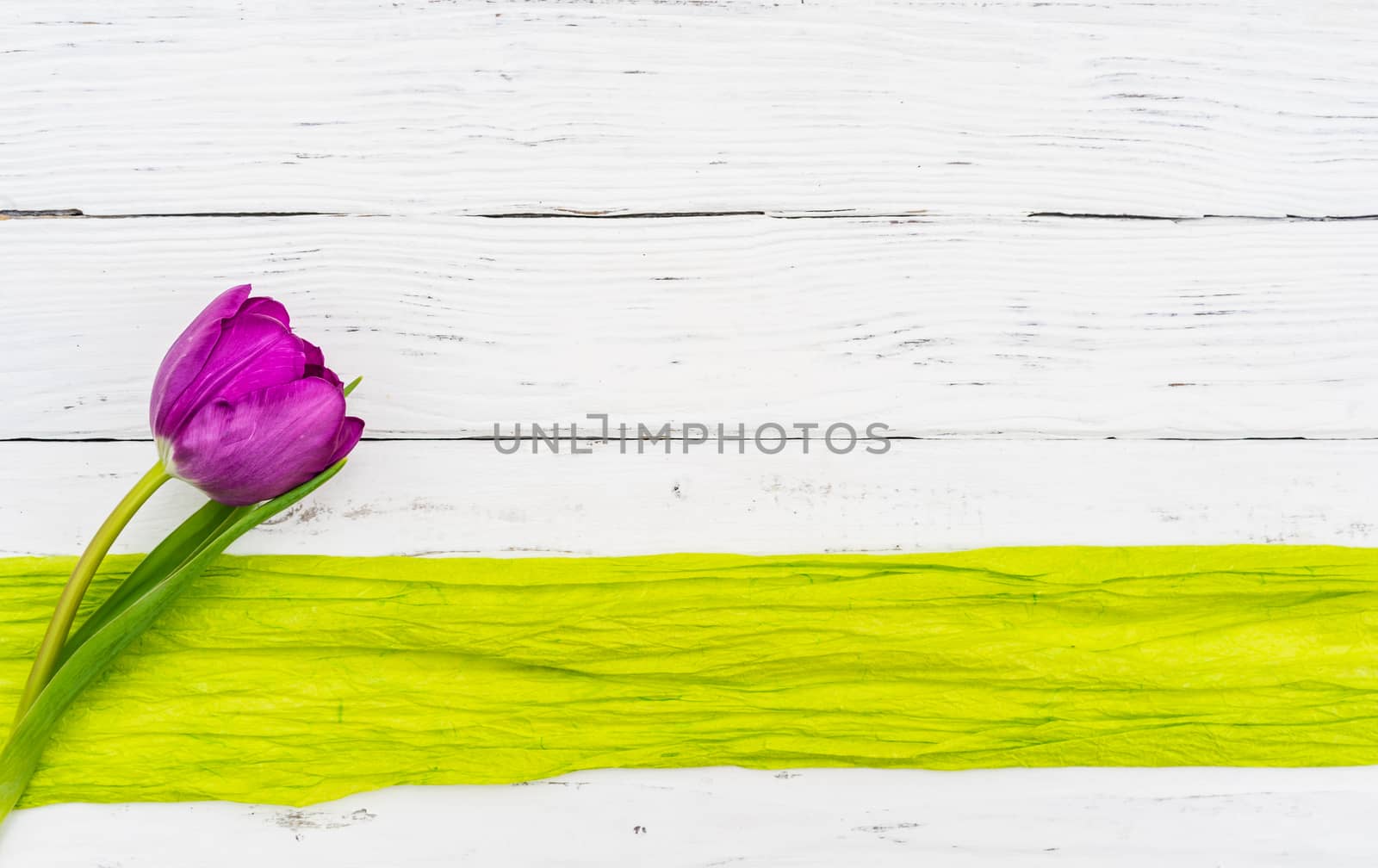 One purple tulip with light green ribbon frame on white wooden background and copy space