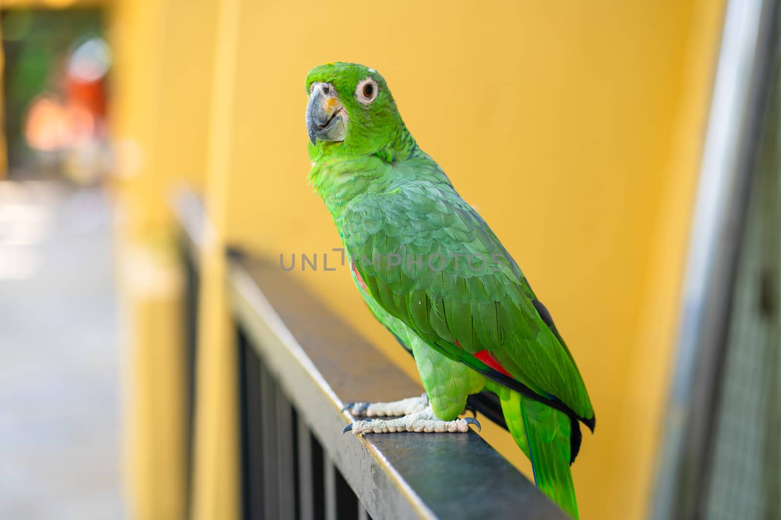 Green parrot close-up portrait. Bird park, wildlife.