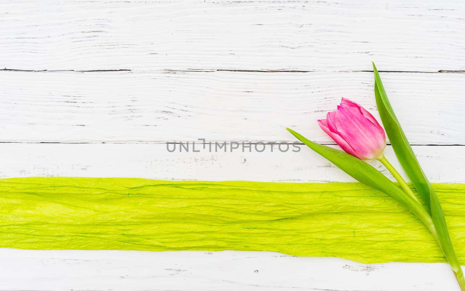 One pink tulip flower on white wooden background with light green ribbon frame