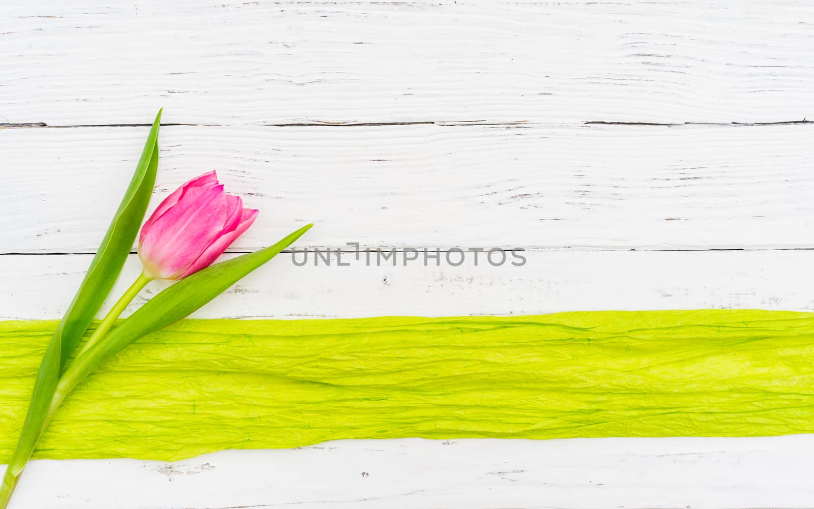 Beautiful pink tulip flower background by Vulcano