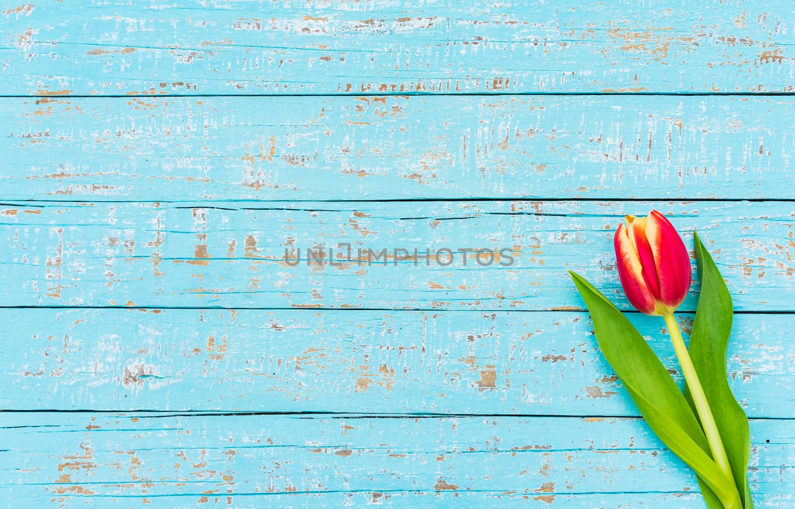 One red tulip flower on turquoise wooden background with copy space