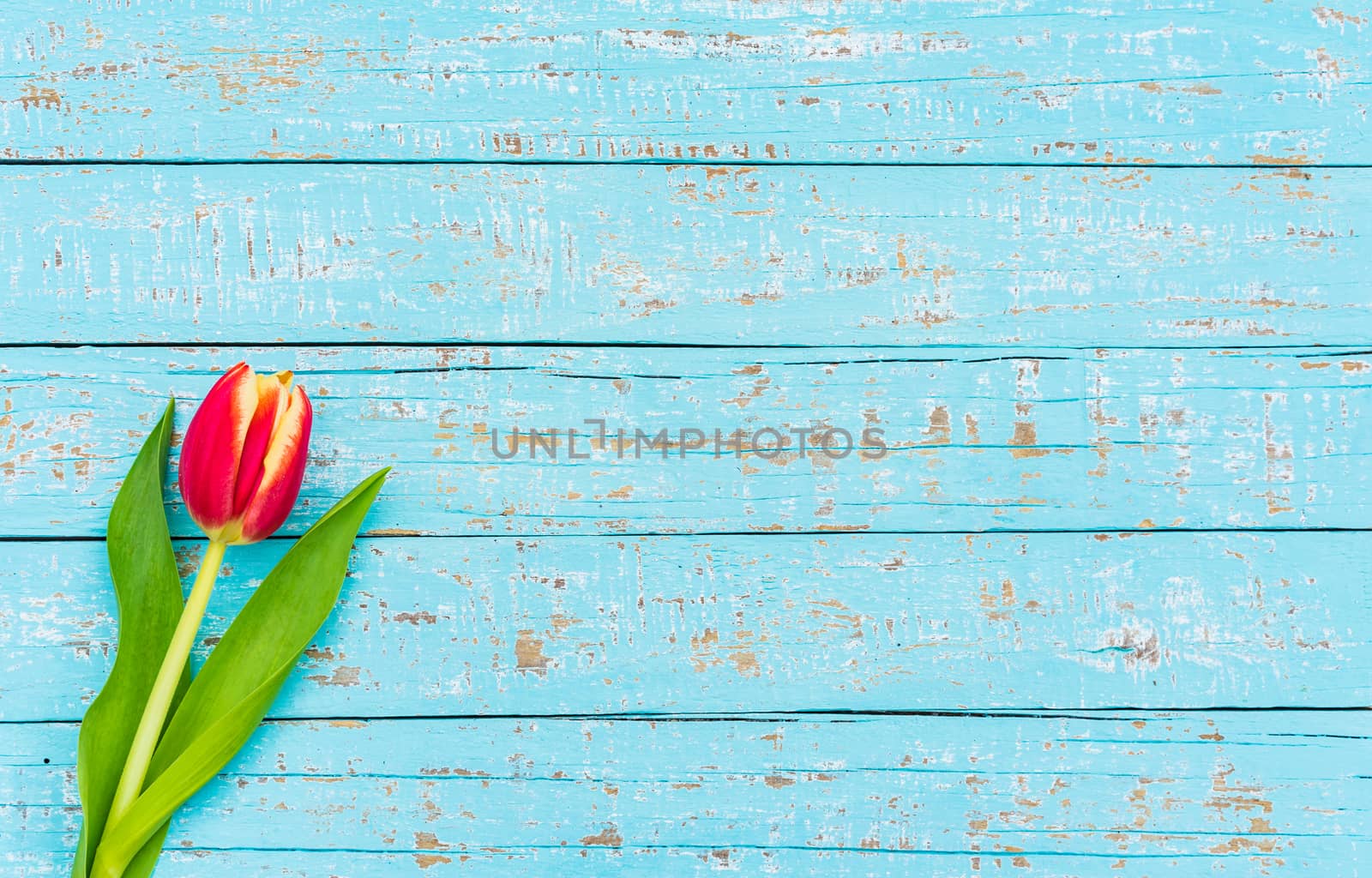 Single red tulip spring flower on turquoise background with copy space