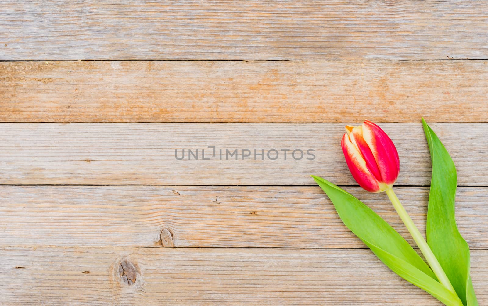 One red tulip spring flower on wood background with copy space