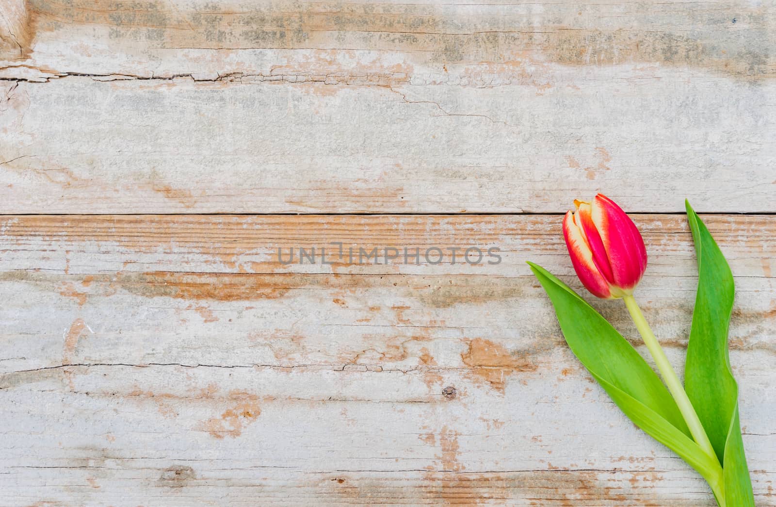 One red tulip spring flower on wooden background with copy space