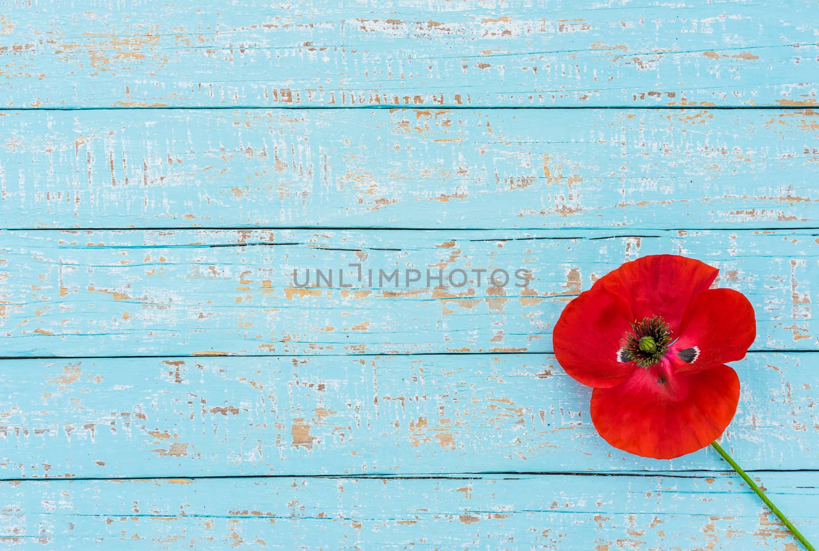 Red poppy on blue wooden background for Rememberance Day with copy space