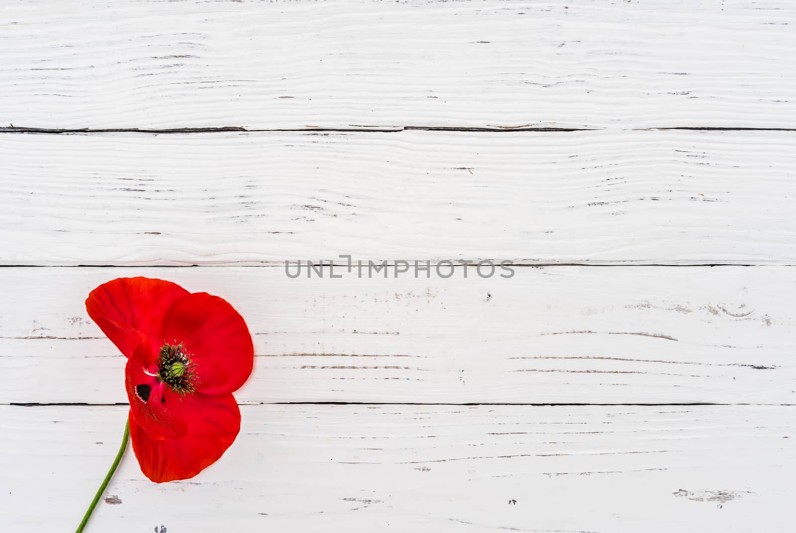 Red poppy blossom on white wooden background for Rememberance Day with copy space