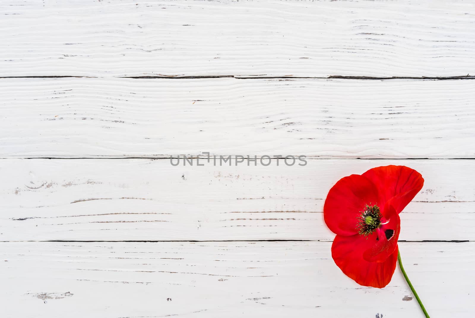 One red poppy flower on white wooden table with copy space