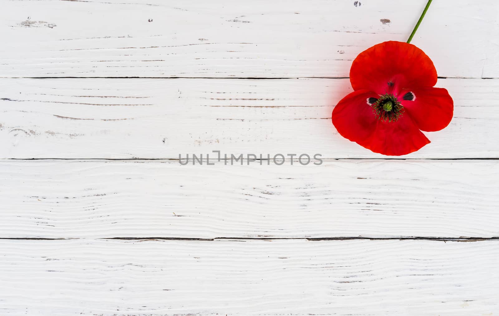 Red poppy flower on white wooden background with copy space