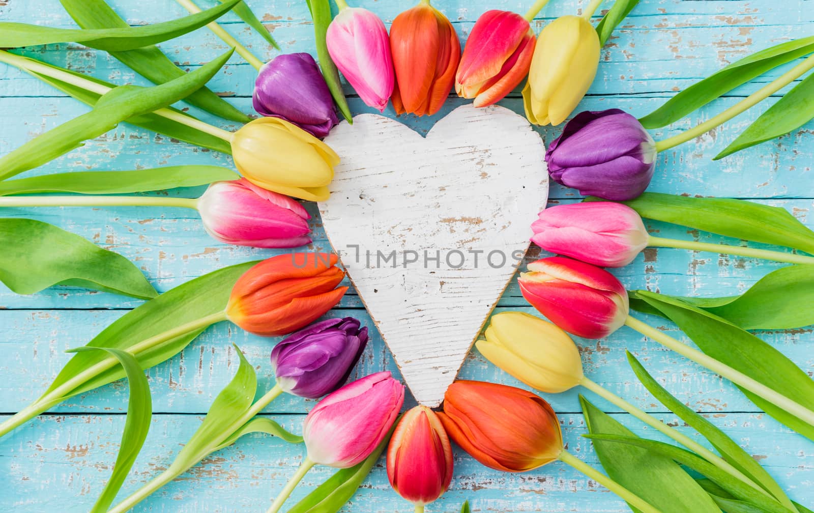 Colorful tulip flowers heart shape on blue background