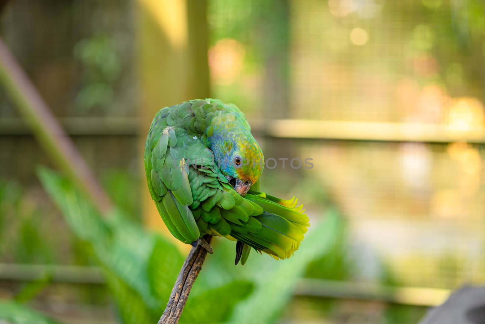 Green parrot close-up portrait. Bird park, wildlife by Try_my_best